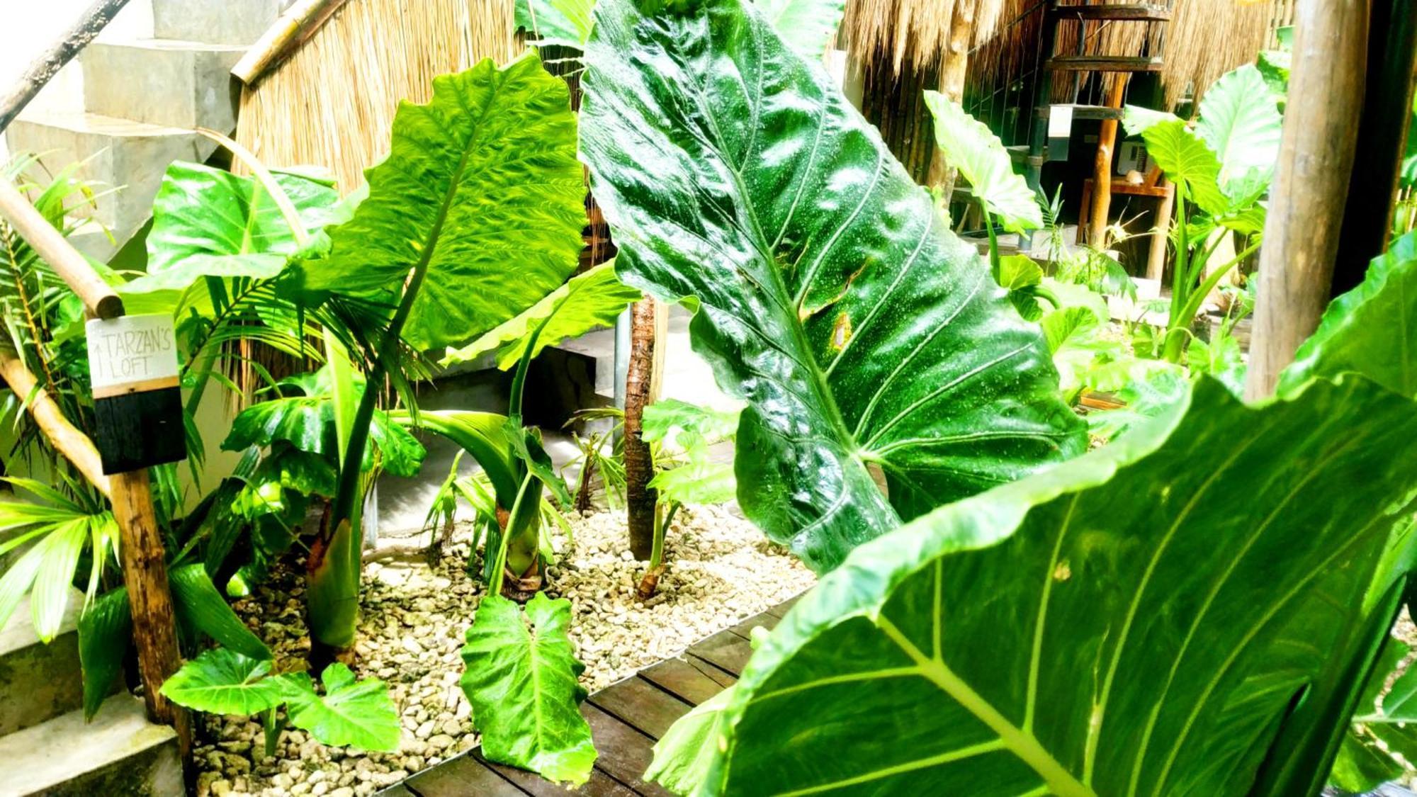 Tarzan'S House Hotel General Luna  Luaran gambar